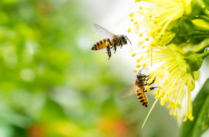 attirer les abeilles au jardin