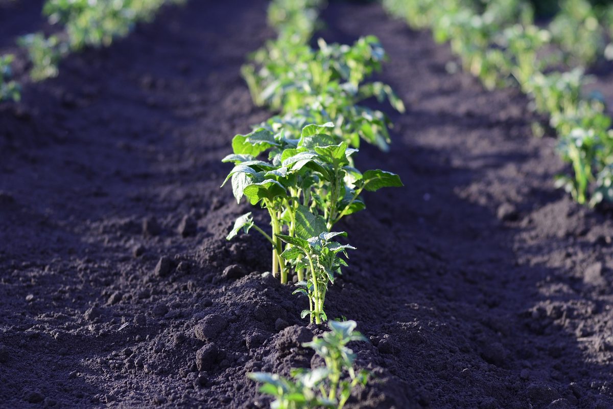 Conseils de jardinage