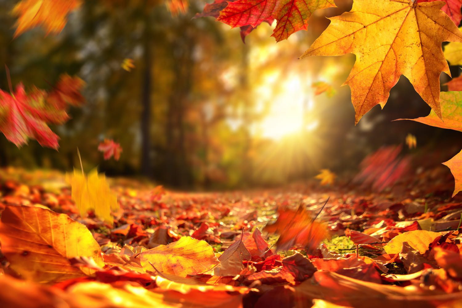 Jardinage Octobre_2