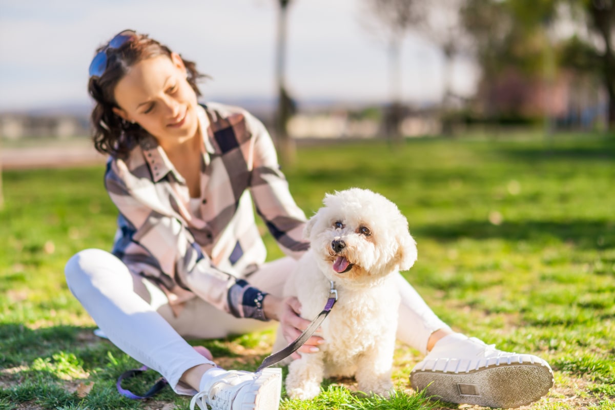 bichon maltais