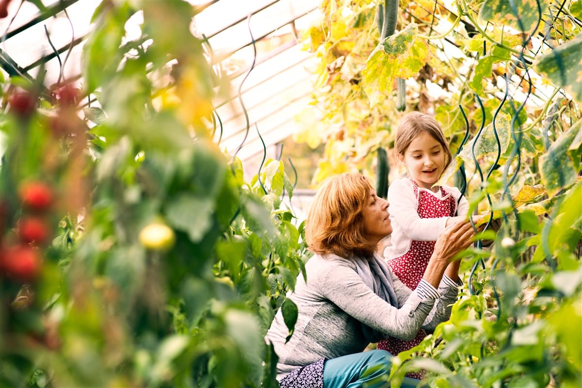 secrets de jardinage et le troène