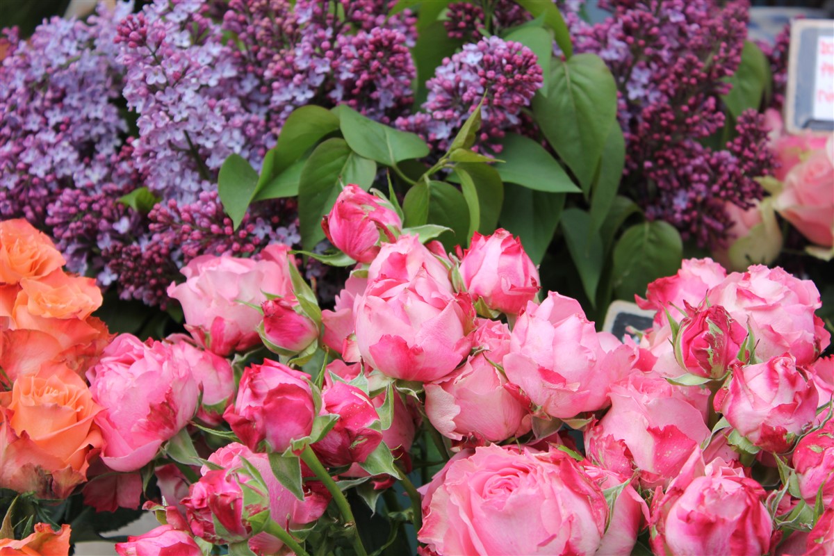 Choix d'arbres pour un jardin coloré