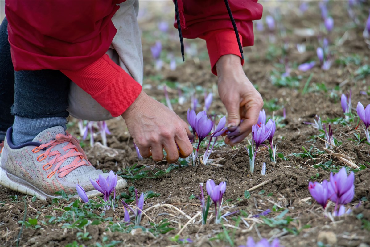 Guide pour la plantation des crocus