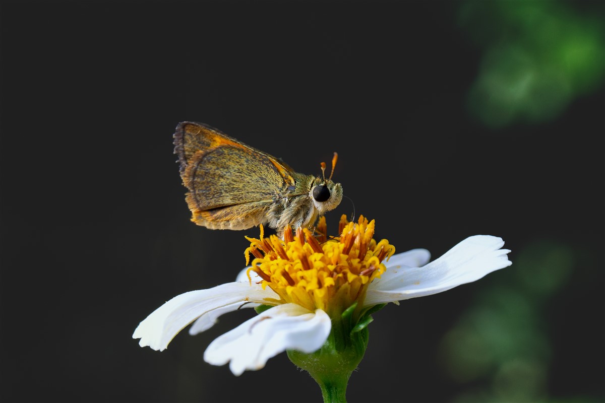 colibris et papillons dans les jardins français