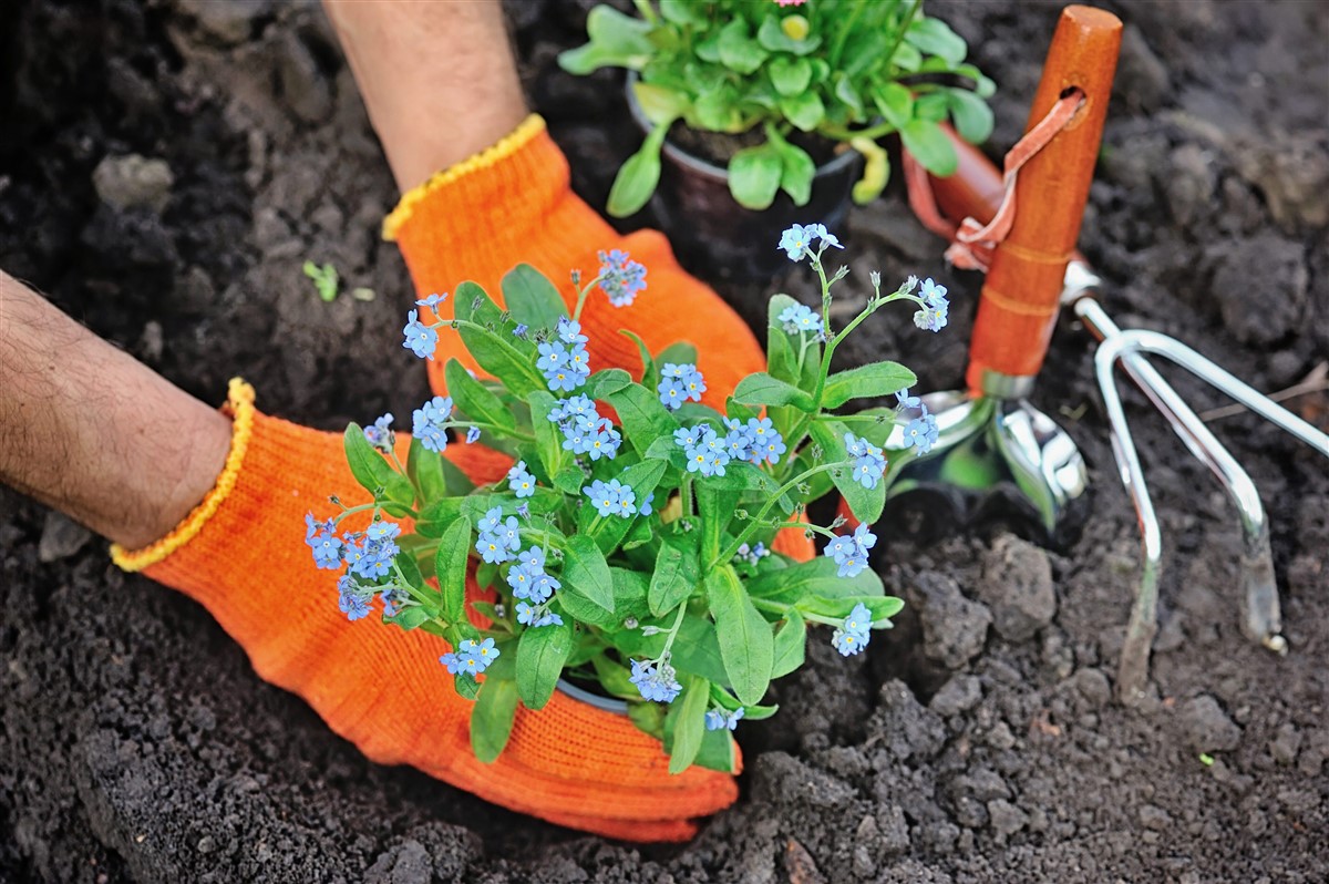 culture et l'entretien des myosotis