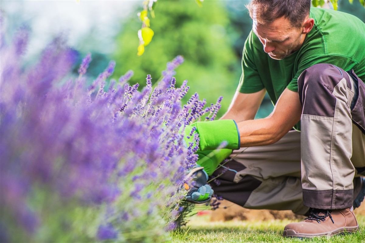 désherbant naturel la plus efficace