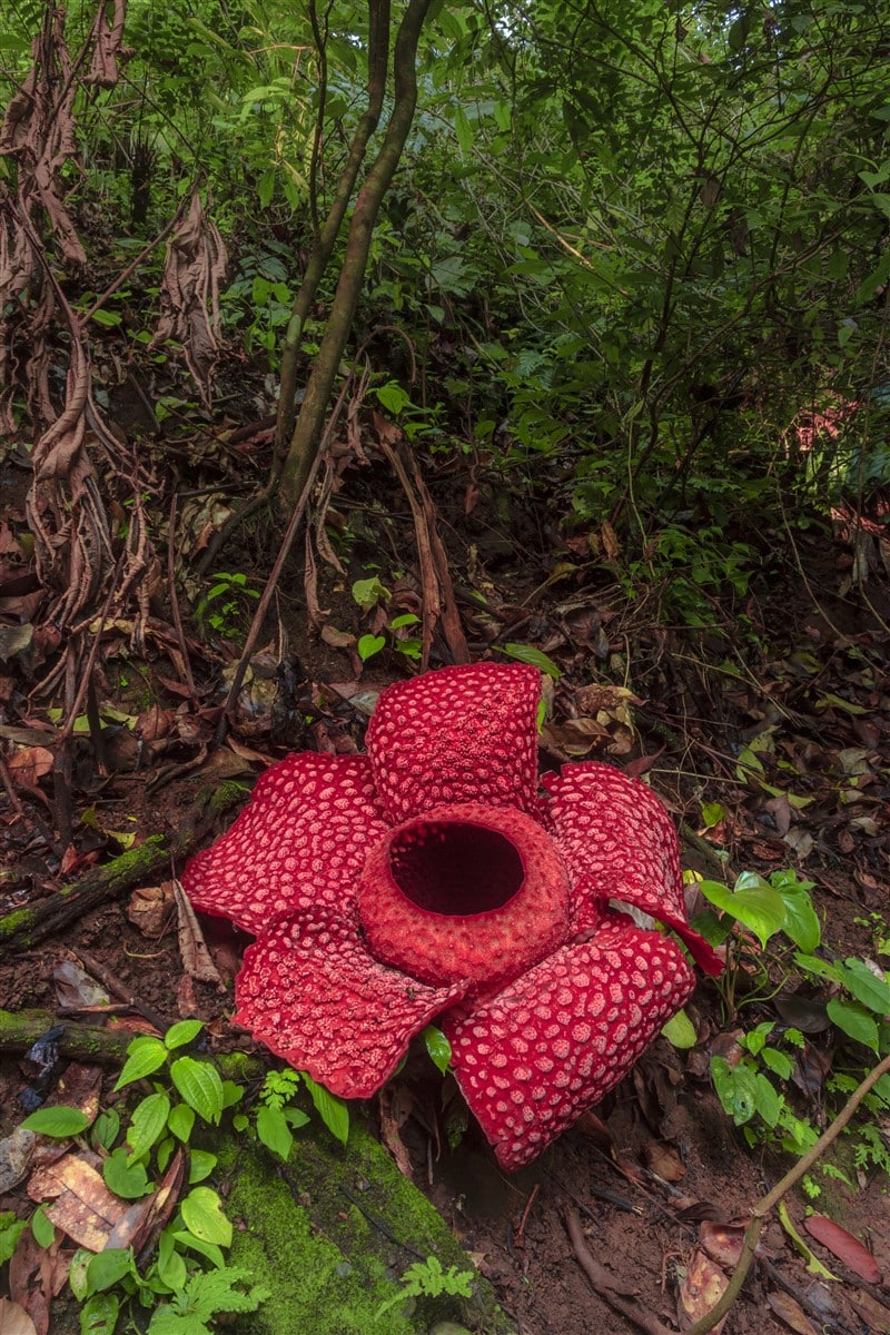 fleur la plus éblouissante de la planète