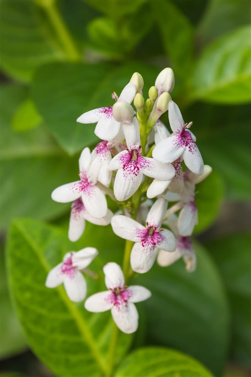 fleurs mauves pour un jardin coloré