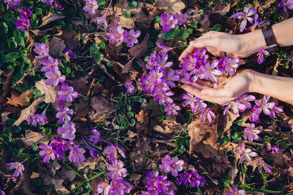 plantation des crocus safraniers