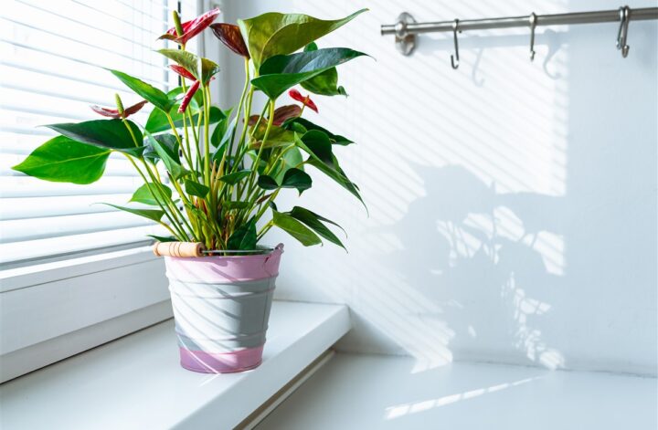 pot de fleurs pour vos plantes d'intérieur