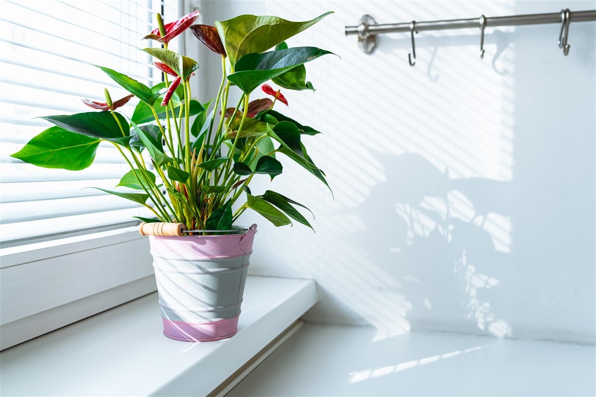 pot de fleurs pour vos plantes d'intérieur