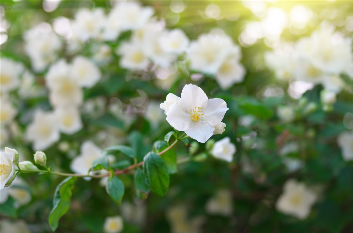 secrets d'une plantation réussie du jasmin étoile