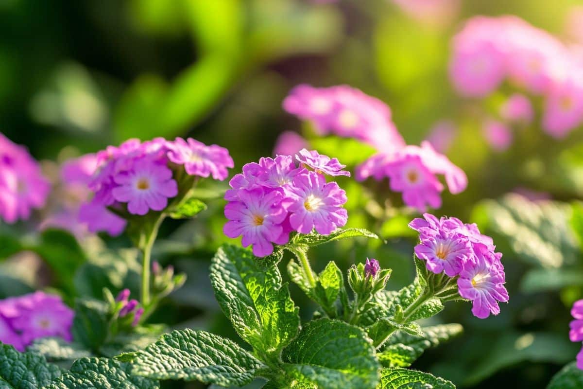 Comment tailler la verveine pour favoriser sa floraison