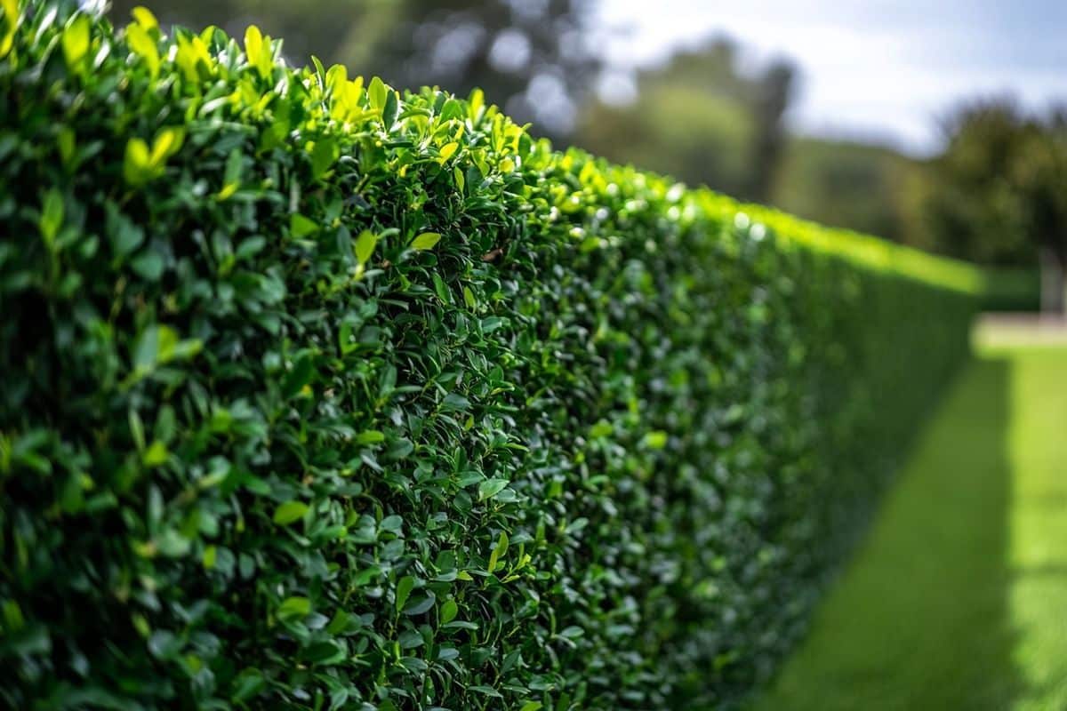 Les erreurs à éviter lors de la sélection d'une haie à planter déjà haute