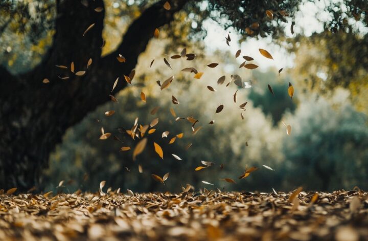 Olivier qui perd ses feuilles pendant l'hiver : les secrets de la croissance