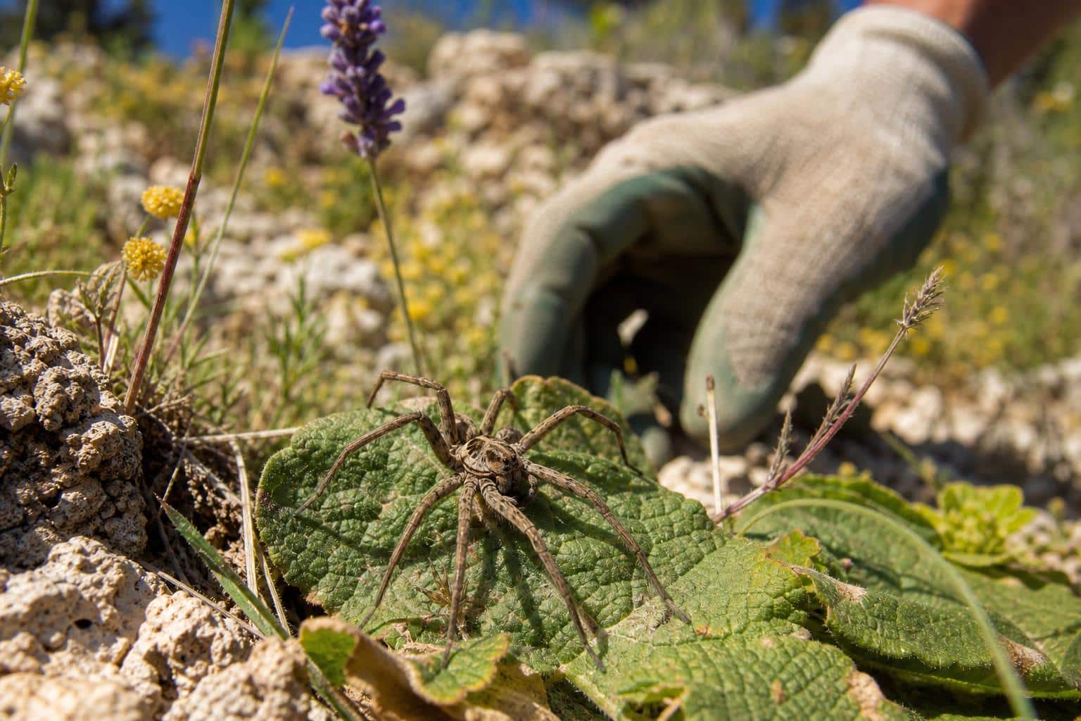 découvrez pourquoi l'araignée de provence est dangereuse et apprenez les gestes essentiels pour vous protéger efficacement de ses morsures.