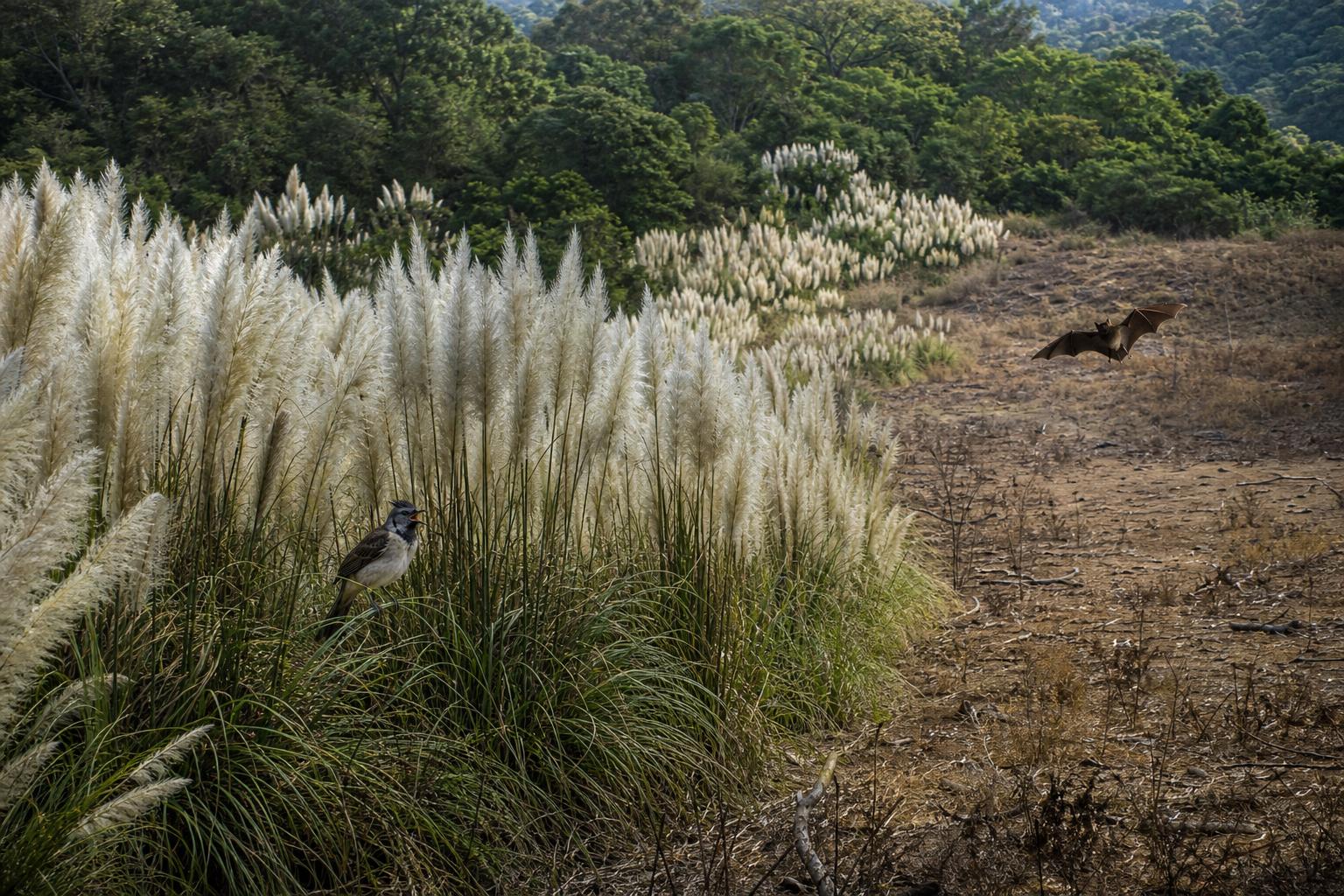 découvrez comment l'herbe de la pampa menace la biodiversité locale en envahissant les écosystèmes, et quelles mesures adopter pour préserver la faune et la flore autochtones.
