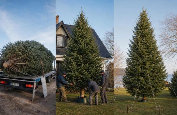 découvrez comment transporter, installer et assurer la stabilité de votre sapin de noël de 3 mètres pour des fêtes réussies en toute sécurité.