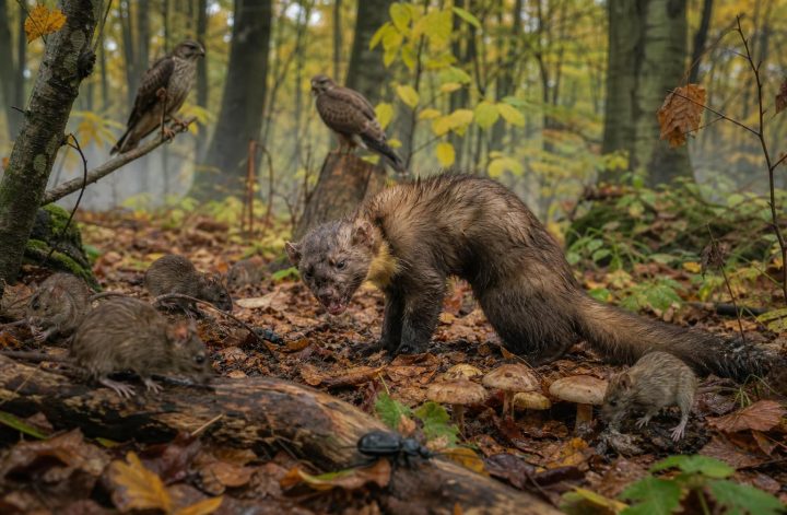 découvrez comment le poison mortel destiné à la fouine affecte l'écosystème, ses conséquences sur la biodiversité et l'équilibre naturel.