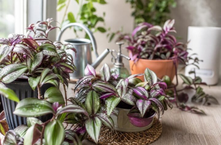 découvrez nos conseils essentiels pour prendre soin de vos tradescantia et assurer leur croissance saine et florissante tout au long de l'année.