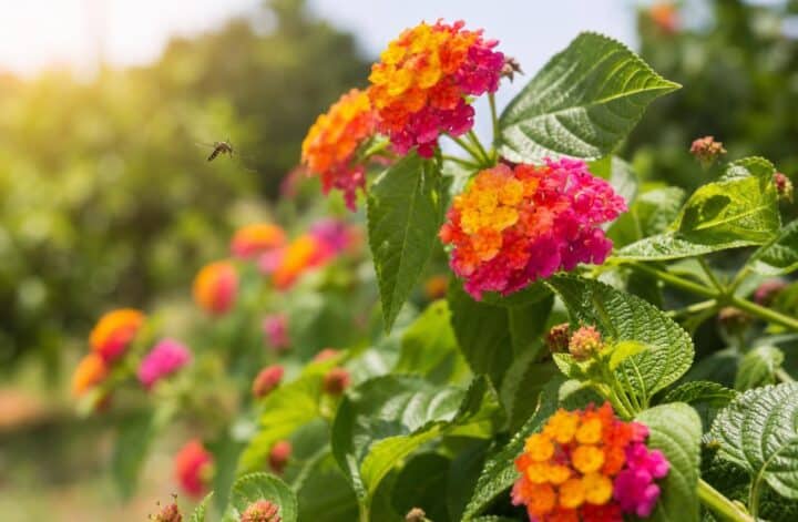 découvrez comment le lantana, plante toxique pour les moustiques, peut protéger votre environnement tout en offrant des bienfaits surprenants pour votre jardin.