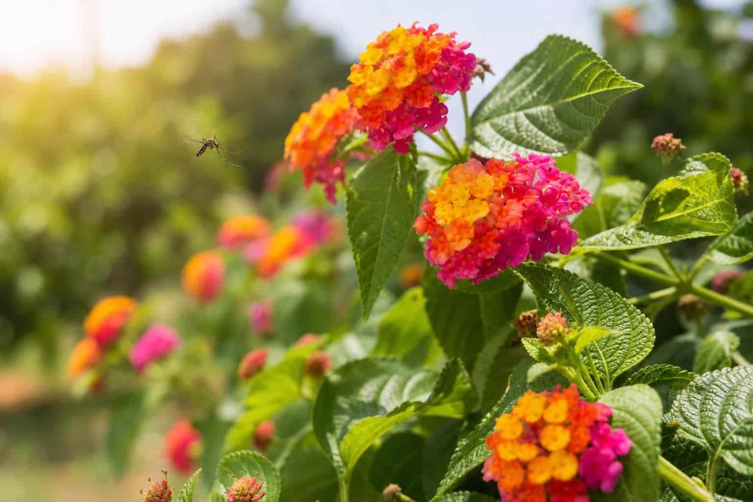 découvrez comment le lantana, plante toxique pour les moustiques, peut protéger votre environnement tout en offrant des bienfaits surprenants pour votre jardin.