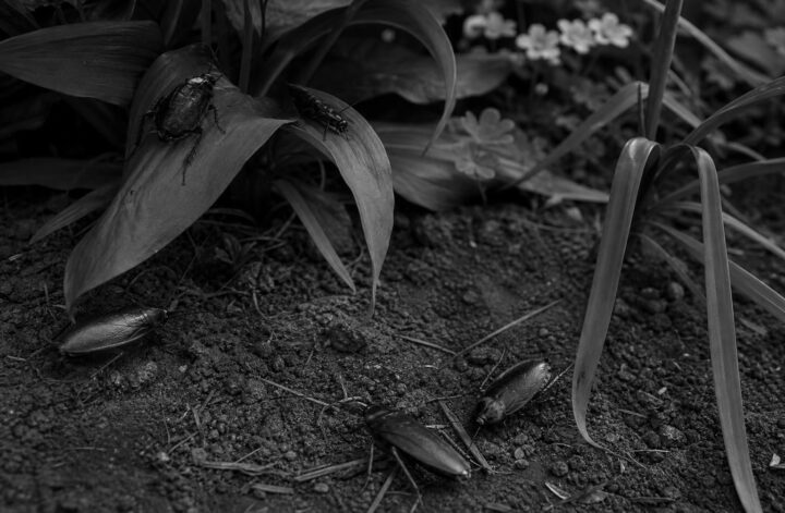 découvrez comment identifier et contrôler les cafards de jardin noir et blanc, ces invités indésirables qui peuvent envahir votre espace extérieur. conseils pratiques pour les surveiller et les éloigner efficacement.