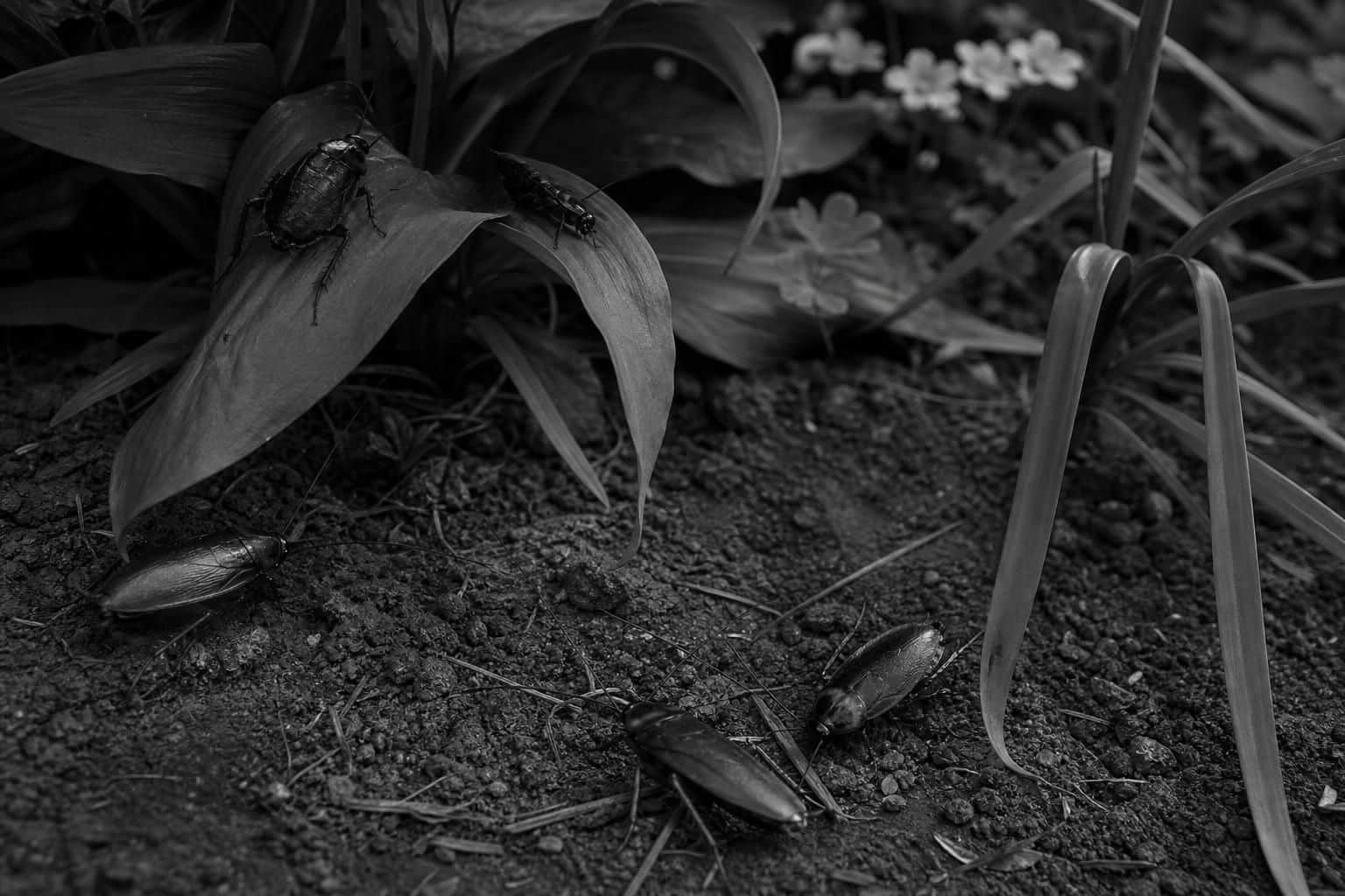 découvrez comment identifier et contrôler les cafards de jardin noir et blanc, ces invités indésirables qui peuvent envahir votre espace extérieur. conseils pratiques pour les surveiller et les éloigner efficacement.