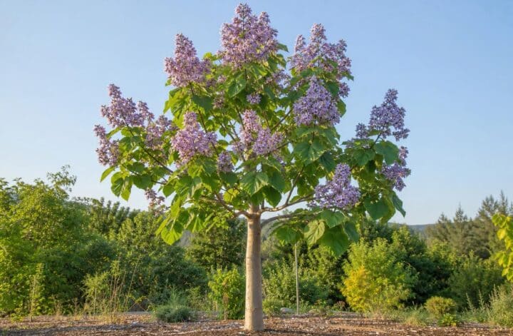 découvrez les caractéristiques du paulownia tomentosa et apprenez les conditions idéales pour sa plantation afin d'assurer une croissance optimale de cet arbre remarquable.