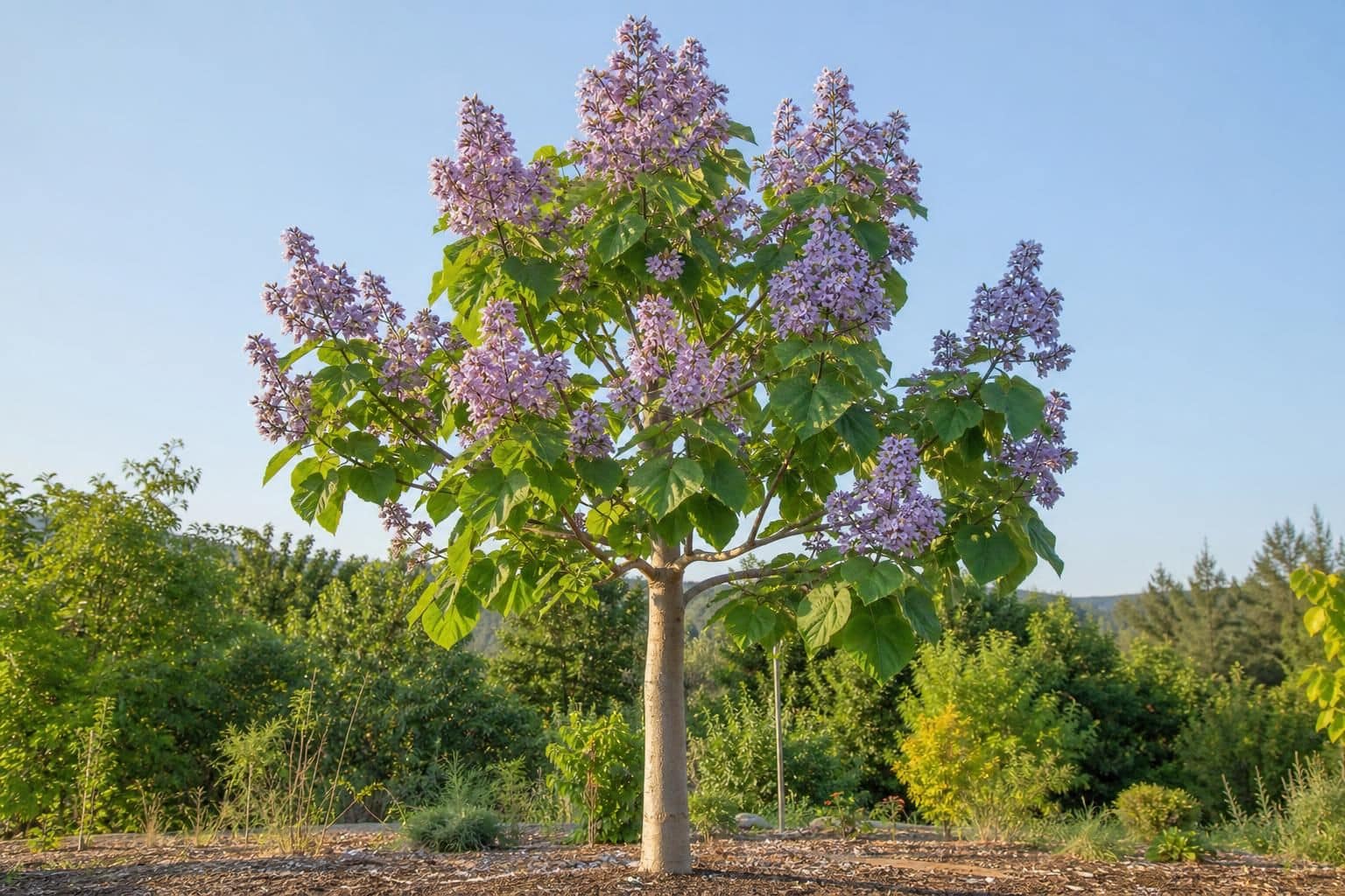 découvrez les caractéristiques du paulownia tomentosa et apprenez les conditions idéales pour sa plantation afin d'assurer une croissance optimale de cet arbre remarquable.