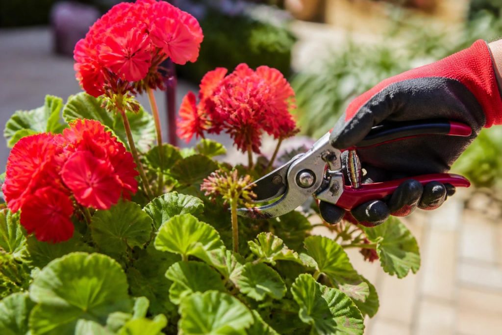 découvrez comment tailler correctement vos géraniums pour encourager une floraison abondante et prolongée. conseils pratiques et astuces de jardinage faciles à suivre.