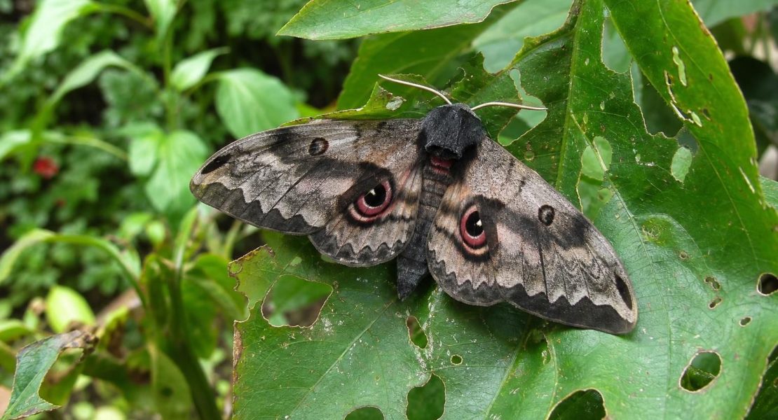 apprenez comment le papillon de nuit peut nuire à votre jardin et découvrez des méthodes efficaces pour protéger vos plantes.