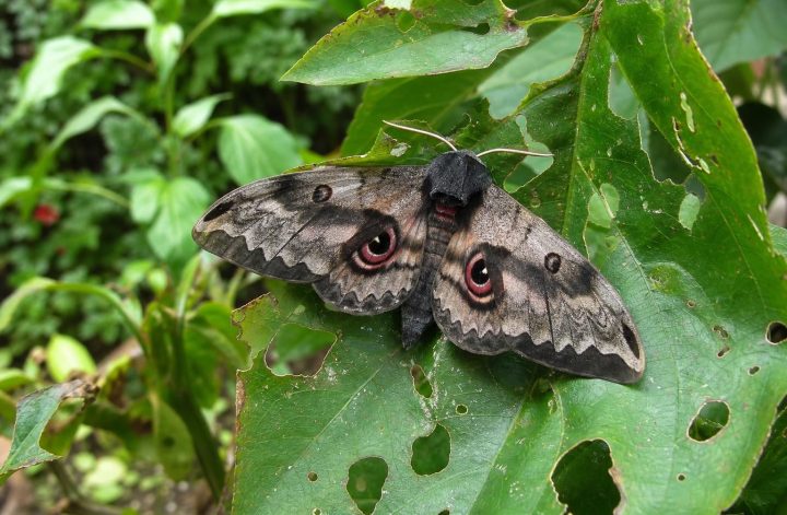 apprenez comment le papillon de nuit peut nuire à votre jardin et découvrez des méthodes efficaces pour protéger vos plantes.