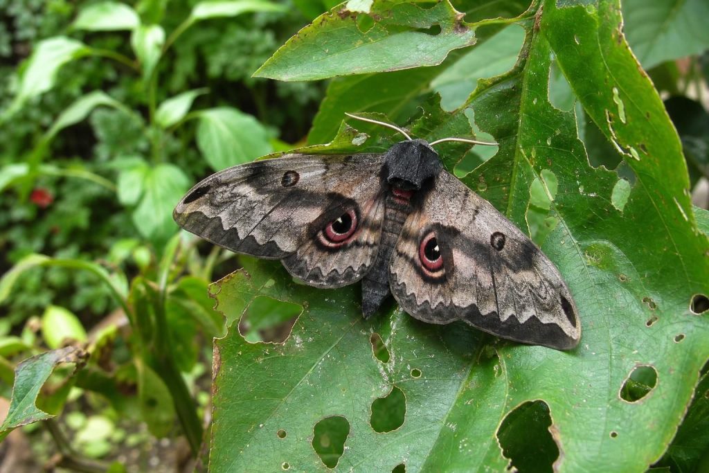 apprenez comment le papillon de nuit peut nuire à votre jardin et découvrez des méthodes efficaces pour protéger vos plantes.