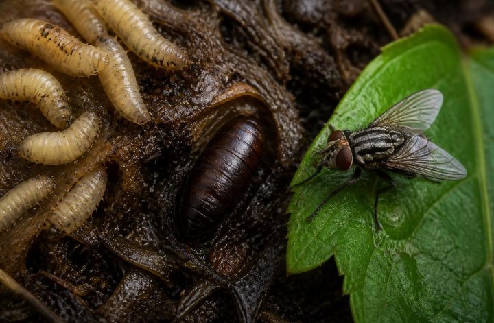 découvrez en combien de temps un asticot se transforme en mouche et explorez des faits fascinants pour les passionnés de biologie dans cet article captivant.