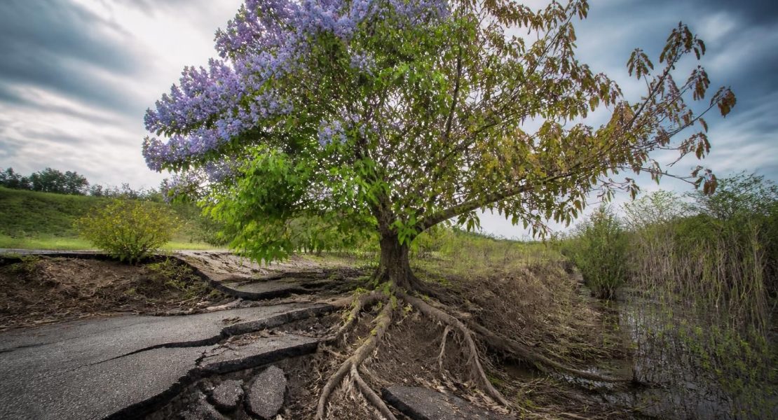 découvrez les vérités et idées reçues sur les inconvénients du paulownia. une analyse claire pour distinguer mythe et réalité.