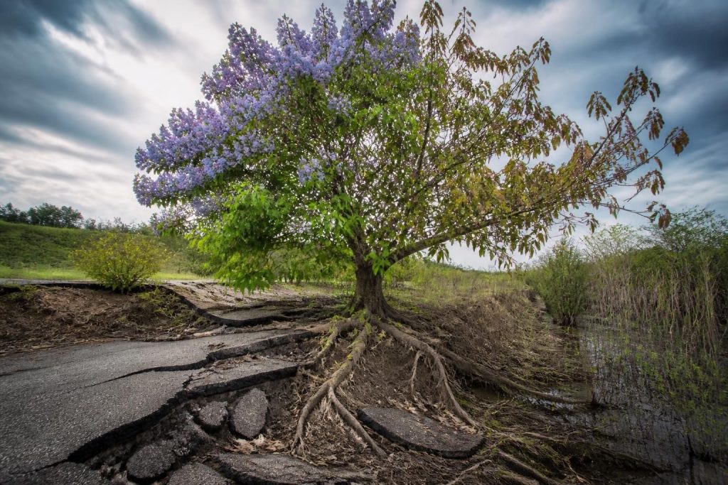 découvrez les vérités et idées reçues sur les inconvénients du paulownia. une analyse claire pour distinguer mythe et réalité.