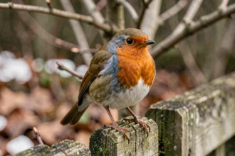 Rouge-gorge perché sur un piquet de clôture en bois dans un jardin hivernal, symbole de présage et de signe spirituel