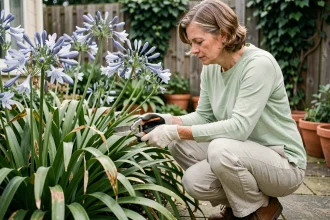 Femme qui taille des agapanthes envahissantes avec un sécateur dans un jardin de banlieue